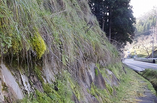 _IGP4328 _IGP4328