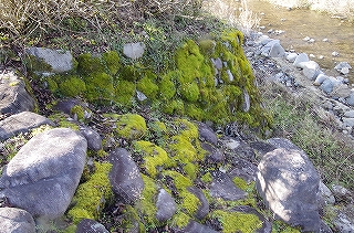 _IGP4334 _IGP4334