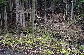 _IGP4393 _IGP4393