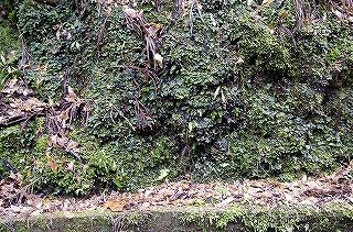 _IGP4418 _IGP4418
