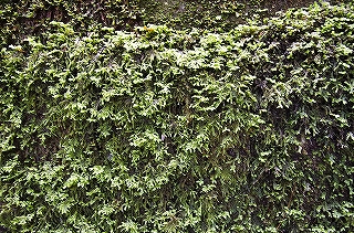 _IGP4635 _IGP4635