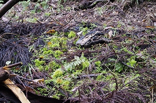 _IGP4709 _IGP4709