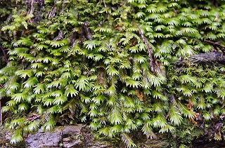 _IGP4711 _IGP4711