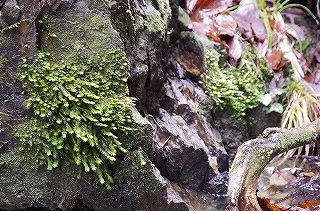 _IGP4734 _IGP4734