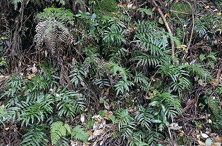 _IGP5018 _IGP5018