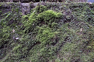 _IGP5177 _IGP5177