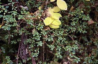 _IGP5193 _IGP5193