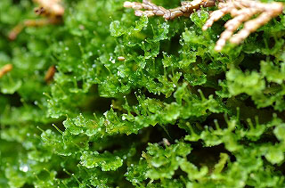 IMGP5064 IMGP5064