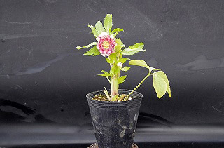 _IGP6387 _IGP6387
