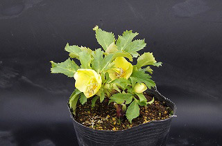 _IGP6394 _IGP6394