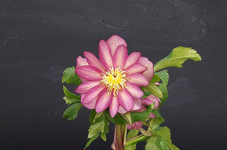 _IGP6430 _IGP6430