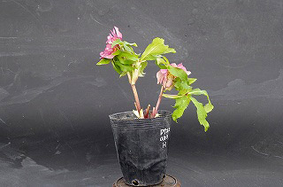 _IGP6435 _IGP6435
