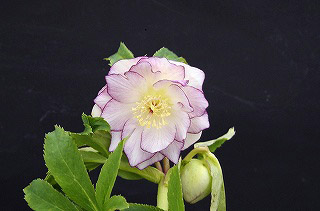 _IGP6456 _IGP6456