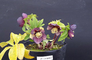 _IGP6466 _IGP6466