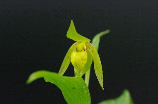 アツモリソウの育て方 石田精華園