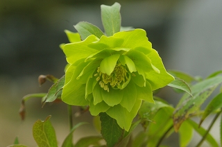 201202-IMGP8225
