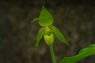 アツモリソウの育て方 石田精華園