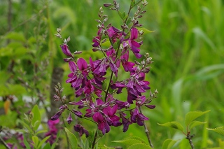 浓色宫城野萩も咲き始めてきました.