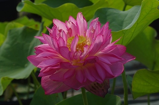 玉繍莲(别名 唐招提寺莲)咲き始めです.