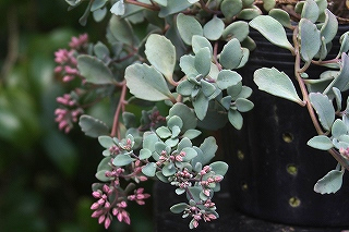 叶型から见ましてもヒダカミセバヤに相违ありません.