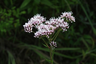 IMGP2873