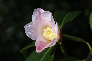 数奇屋といわれる侘助椿です.