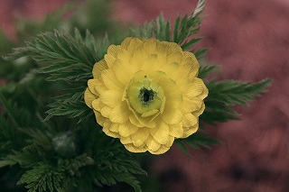 IMGP6878