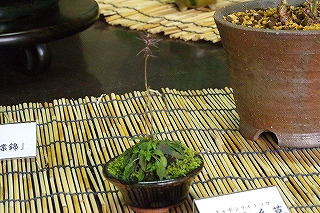 IMGP1448