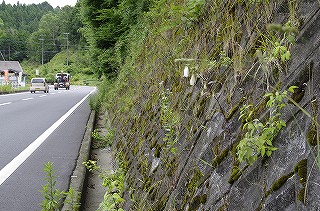 ホタルブクロの育て方 石田精華園