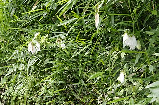 ホタルブクロの育て方 石田精華園