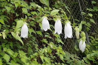 ホタルブクロの育て方 石田精華園