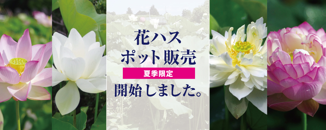 山野草の石田精華園 Topページ 山野草の石田精華園 Topページ
