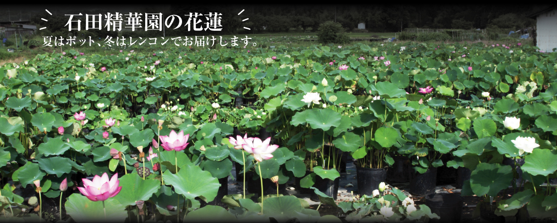 蓮畑