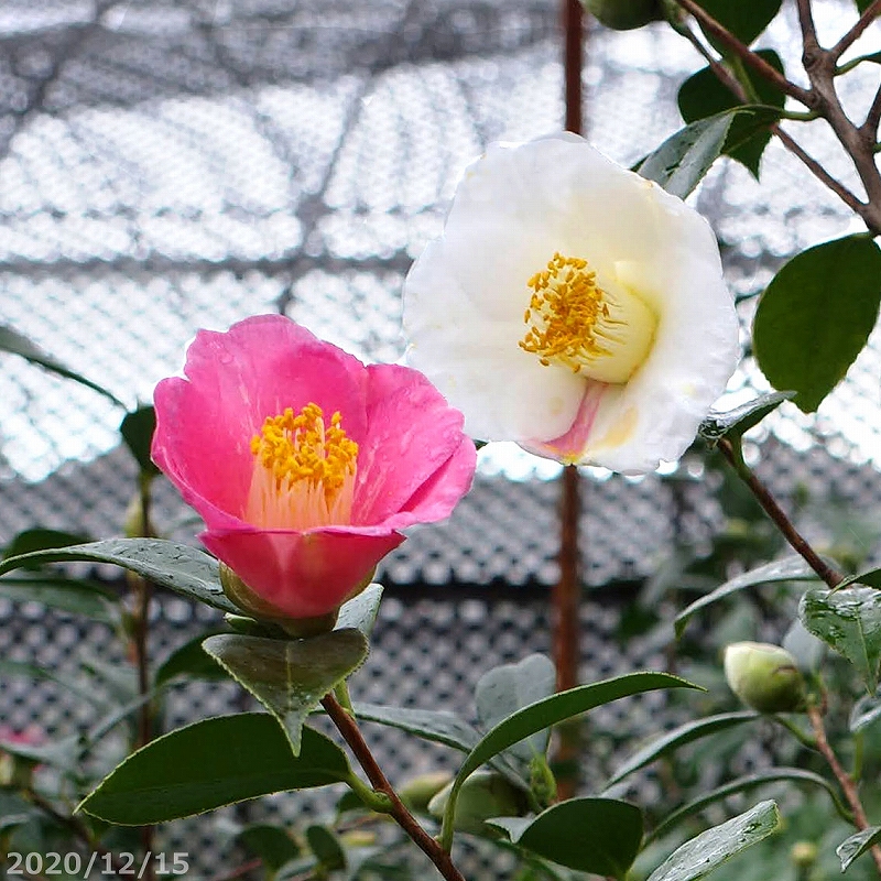 山野草の石田精華園 / 椿 苗 尾張五色椿 （莟無し） 3年生挿木苗