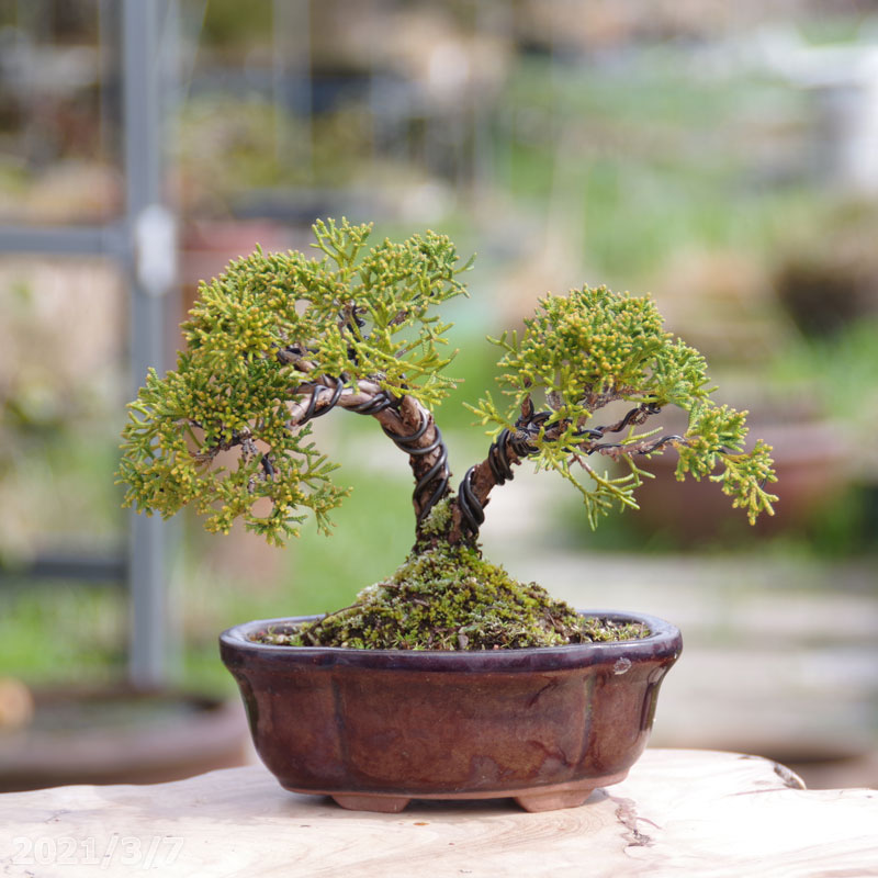 変形石鉢・多肉植物鉢・山野草鉢・山コケ・盆栽鉢・小品盆栽鉢・石付き 変形石鉢・多肉植物鉢・山野草鉢・山コケ・盆栽鉢・小品盆栽鉢・石付き