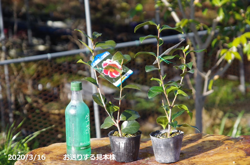 山野草の石田精華園 / 椿 苗 玉の八重曙 3年生挿木苗 3号（9cm