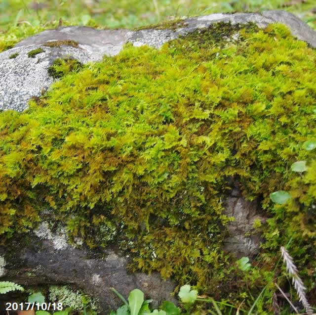 山野草の石田精華園 シノブゴケ科