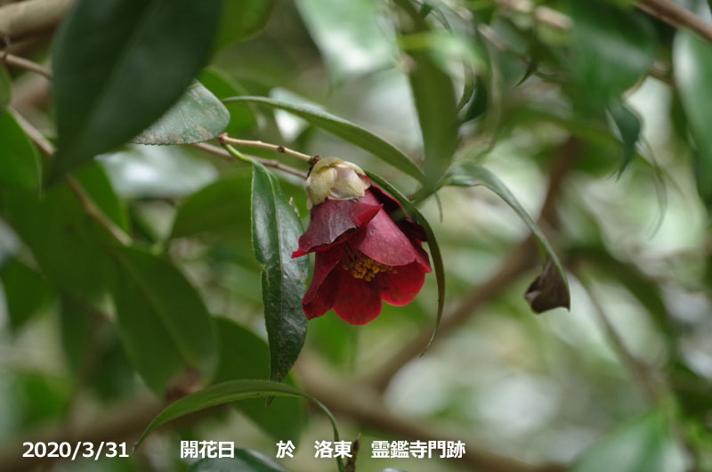 山野草の石田精華園 / 椿 苗 黒侘助(永楽) 3年生挿木苗 3号 山野草の石田精華園 / 椿 苗 黒侘助(永楽) 3年生挿木苗 3号