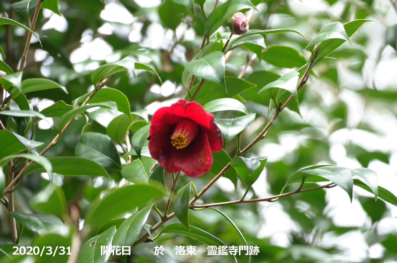 山野草の石田精華園 / 椿 苗 黒侘助(永楽) 3年生挿木苗 3号 山野草の石田精華園 / 椿 苗 黒侘助(永楽) 3年生挿木苗 3号
