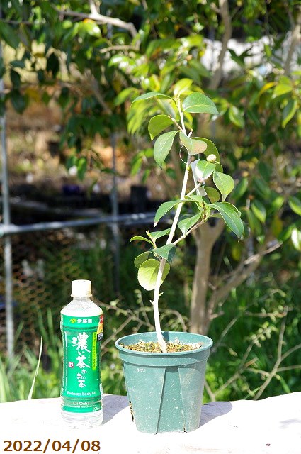 山野草の石田精華園 / 椿 苗 覆輪錦蓑 3年生挿木苗 4号（12cm