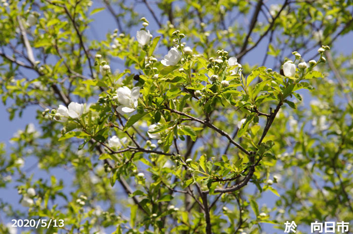 山野草の石田精華園 / リキュウバイ（利休梅） 根巻き 高さ140cm 【植木 庭木】【樹木 花木】