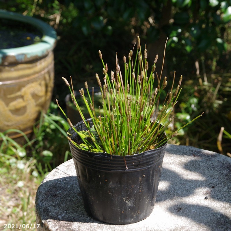 山野草の石田精華園 ビオトープ水生植物販売