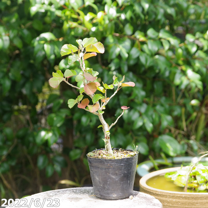 山野草の石田精華園 / 盆栽素材