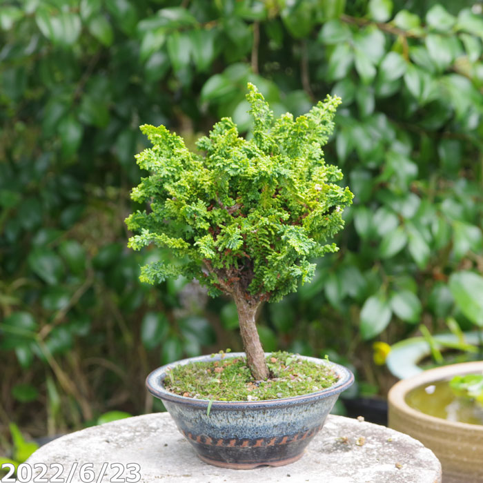 山野草の石田精華園 / 盆栽素材