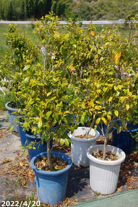 山野草の石田精華園 / 椿 苗 紅侘助 根巻き 高さ120cm前後 （長期化成肥料付） 【送料無料】【半日陰～好日性植物】【椿苗 椿 苗木 ツバキ】【植木  庭木】【樹木 花木】【茶花】【ワビスケツバキ】【椿 苗木】
