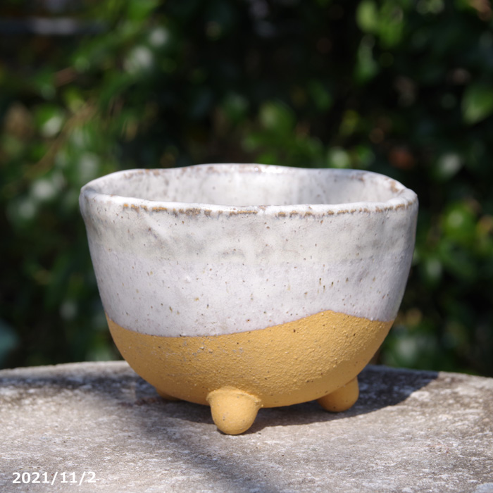 山野草の石田精華園 / 陶器鉢