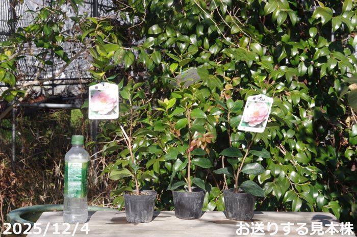 山野草の石田精華園 / 椿 苗 福娘 2年生挿木苗 3号（9cmポット）（長期