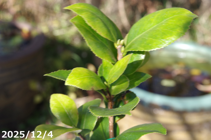 山野草の石田精華園 / 椿 苗 福娘 2年生挿木苗 3号（9cmポット）（長期