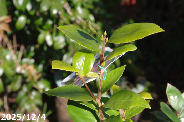 山野草の石田精華園 / 椿 苗 福娘 2年生挿木苗 3号（9cmポット）（長期