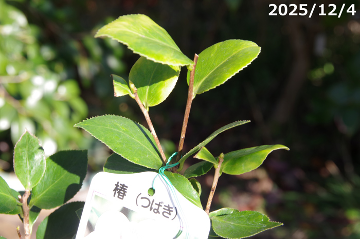 山野草の石田精華園 / 椿 苗 福娘 2年生挿木苗 3号（9cmポット）（長期